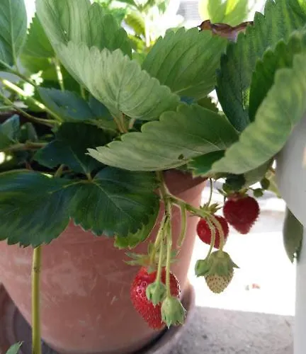 Apartman Rippl Crikvenica